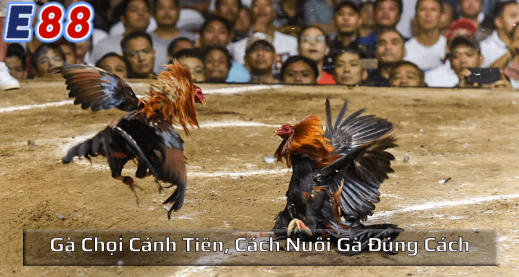 Gà chọi cánh tiên là gì?