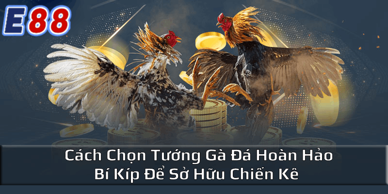 Cách chọn tướng gà đá dựa vào hình dạng