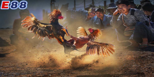 Kinh nghiệm chơi đá gà casino luôn thắng
